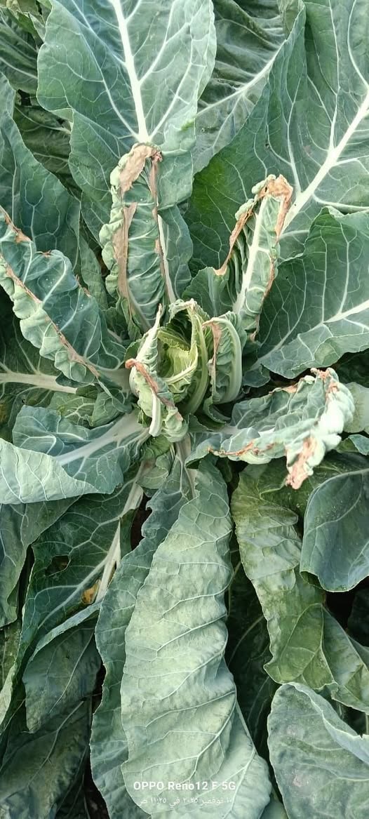 المشكله دي ظهرت مع بداية نمو الثمره دا فرنكوا زي البروكلي